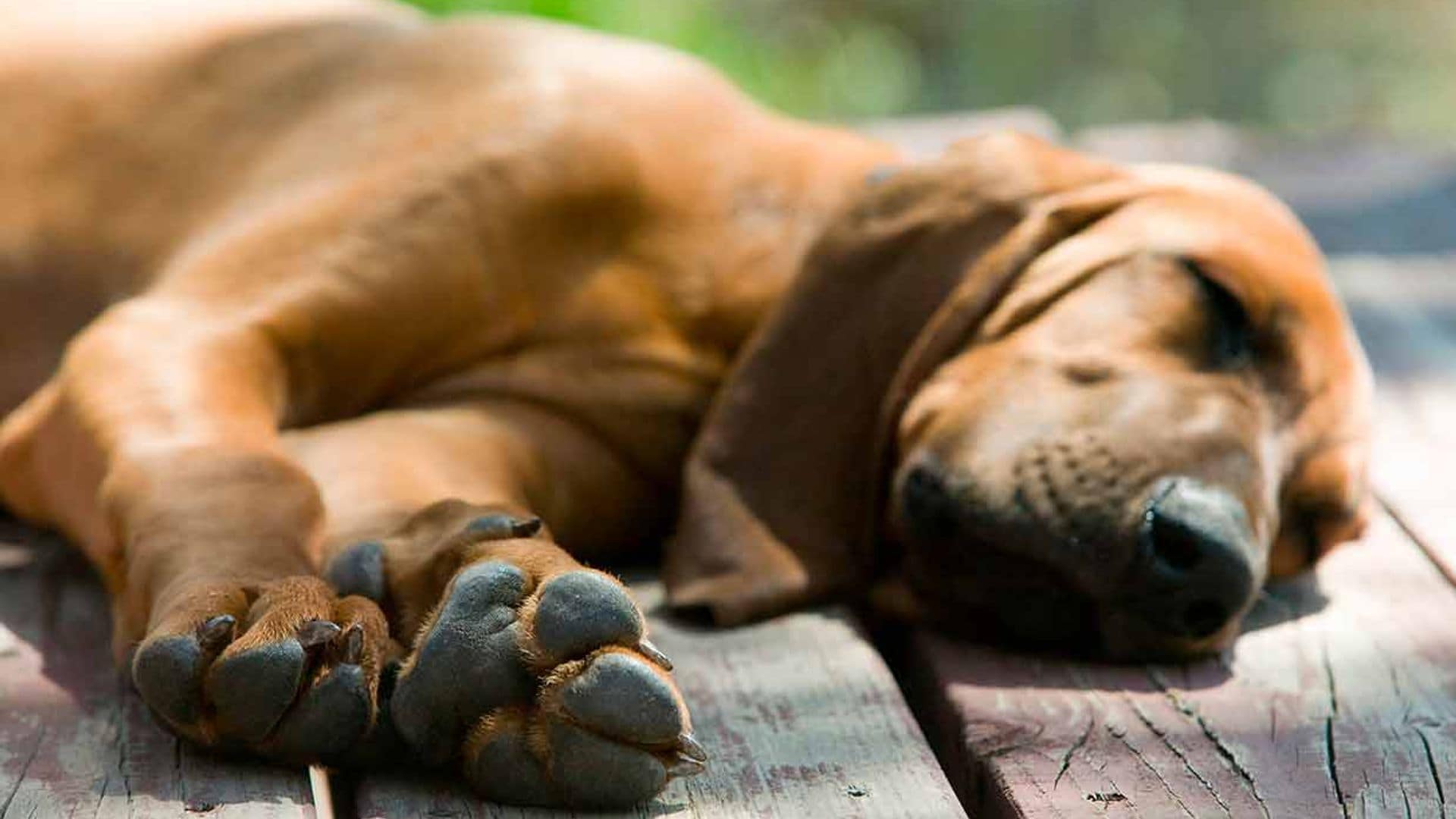 Qué hacer si muere tu mascota