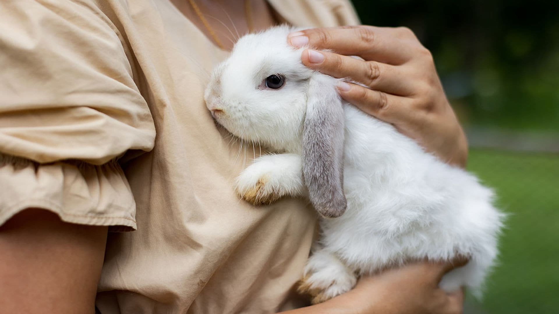 Estas son las razas de 'conejo toy' más adorables