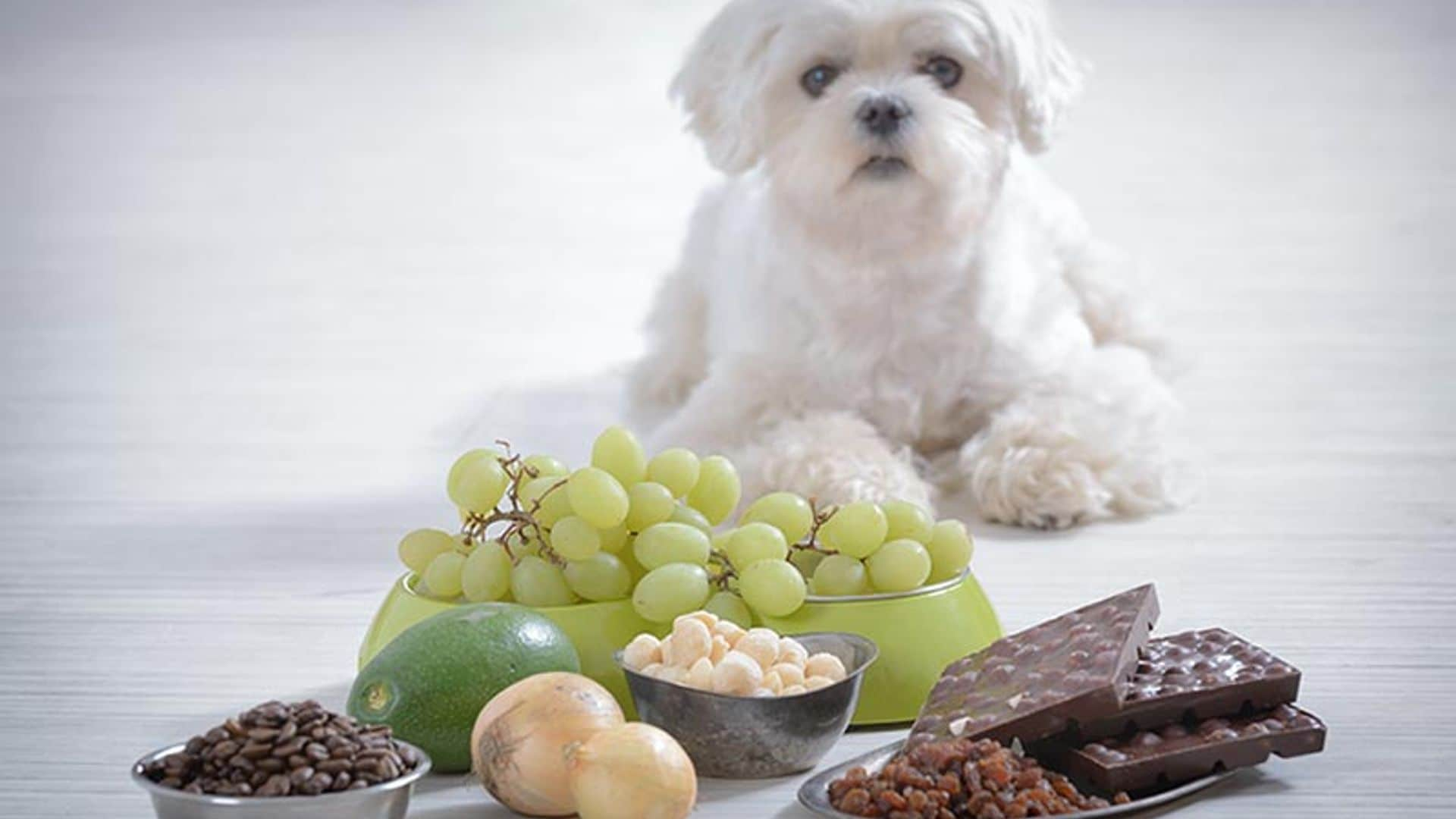 Alimentos que pueden ser malos para tu perro