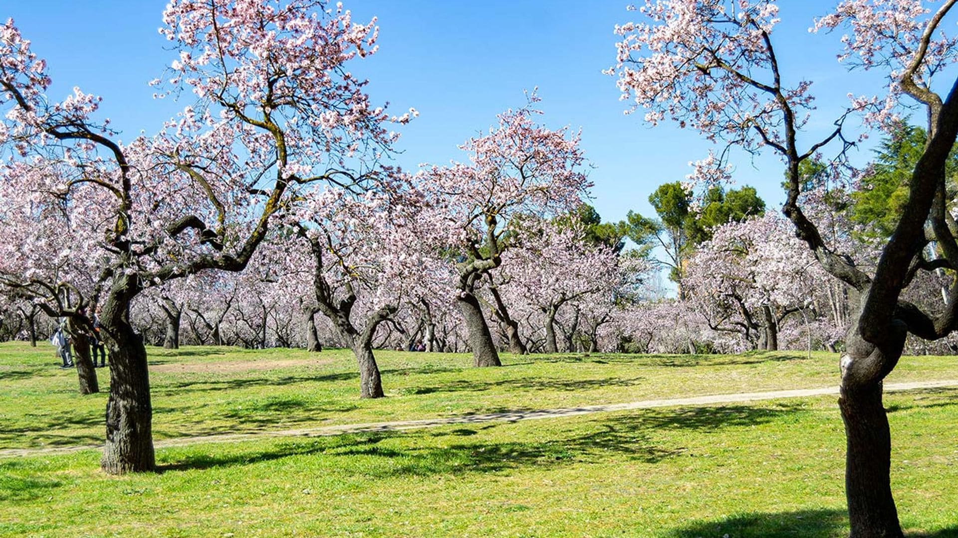 Quinta de los Molinos o el espectáculo de los almendros en flor en Madrid