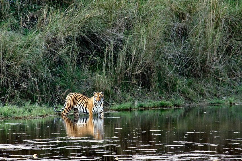 tigres