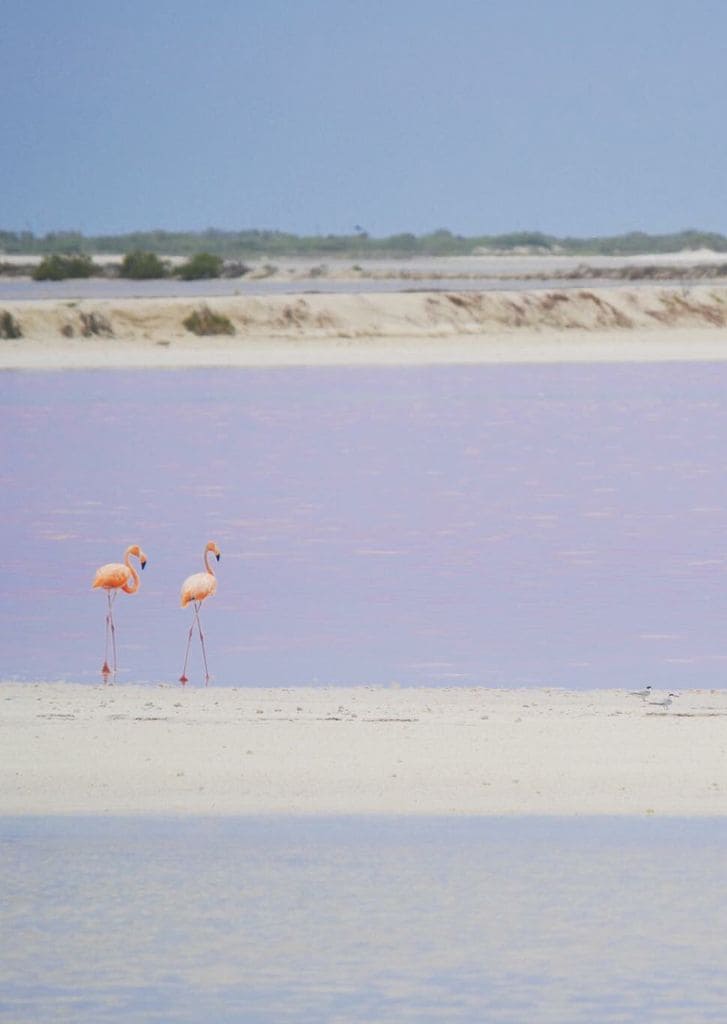 Las coloradas, México