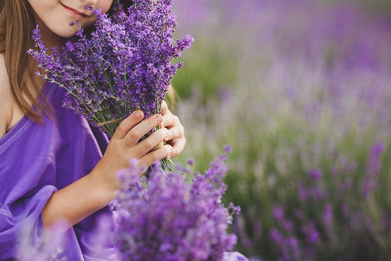 cultivar lavanda 9