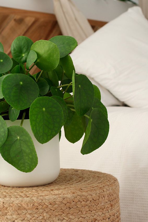 cuidados pilea peperomioides 07a