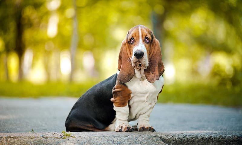 basset