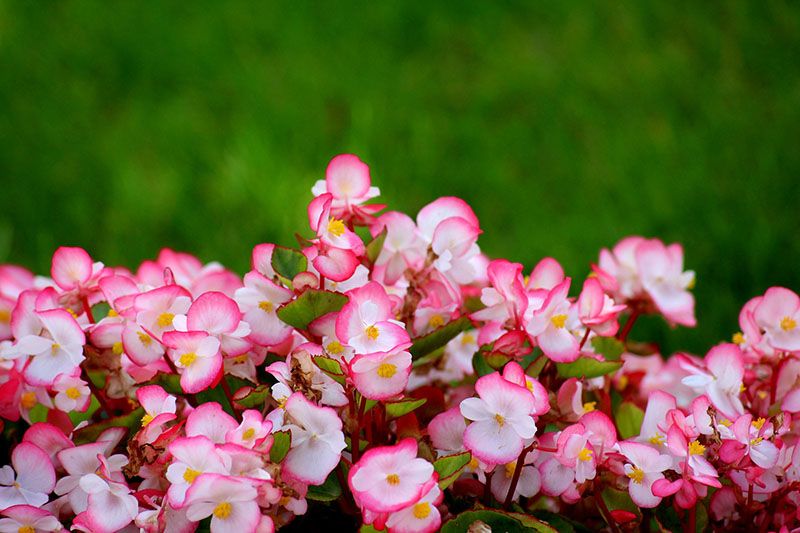 cultivo begonia 1