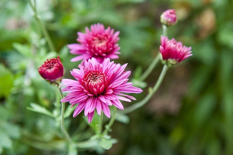 plantas flor otono 9