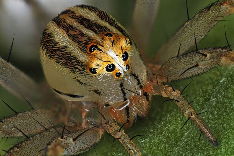 oxyopes