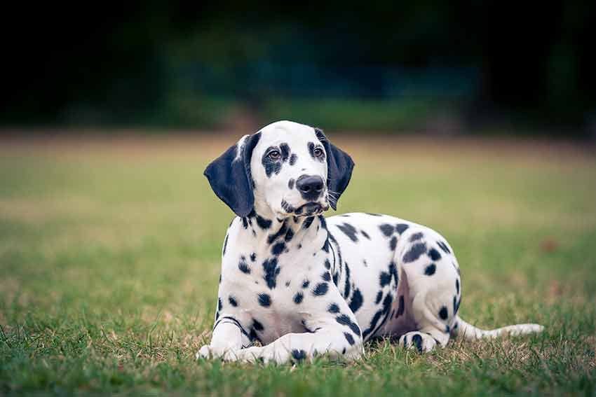 01 razas de perro elegantes