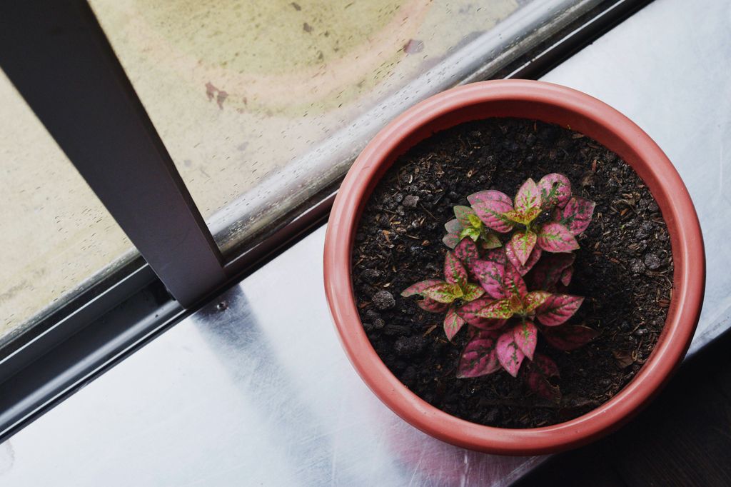 Hypoestes planta de interior