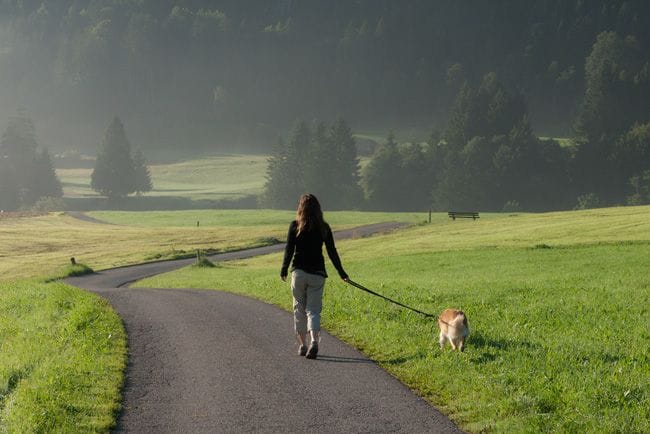 Perro paseando