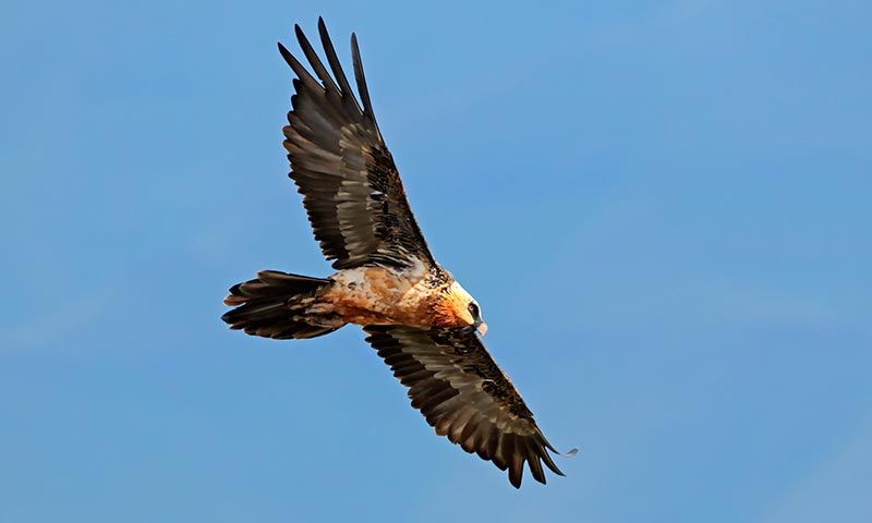 ver aves espana benasque