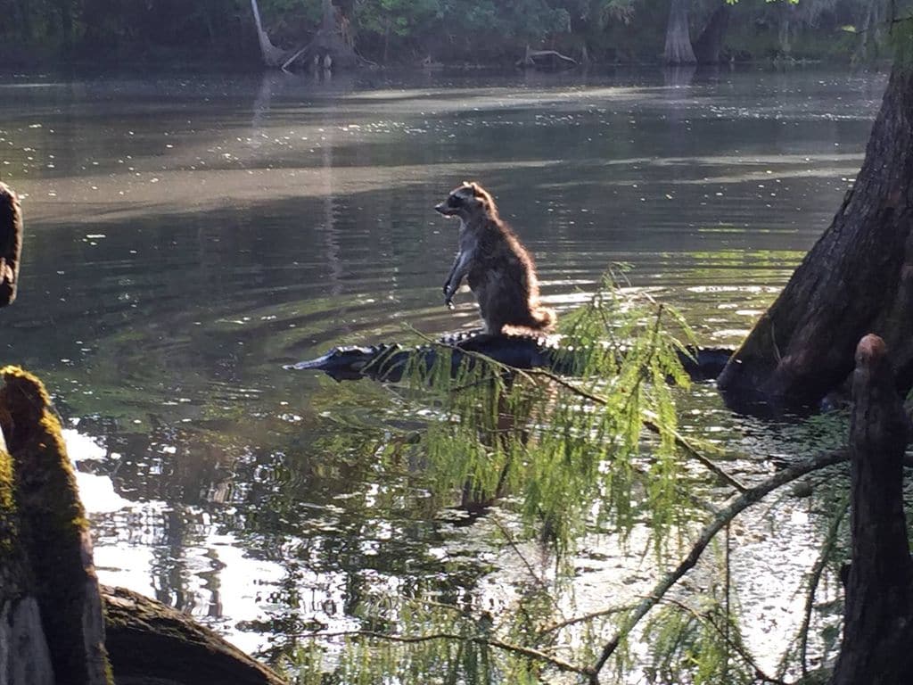 mapache caiman 