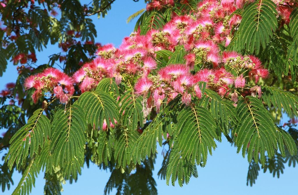 Albizia julibrissin o acacia de Constantinopla