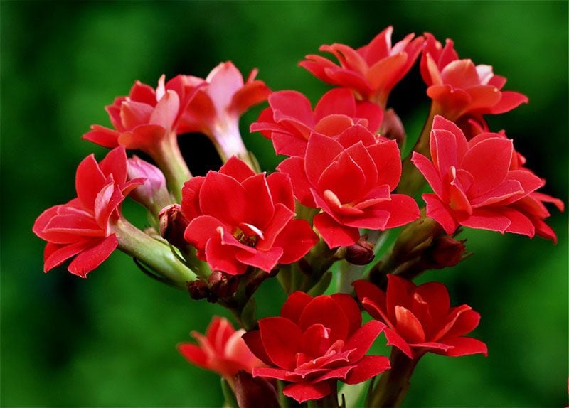 cultivo kalanchoe 8