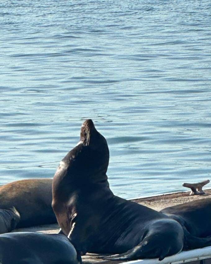 Un león marino