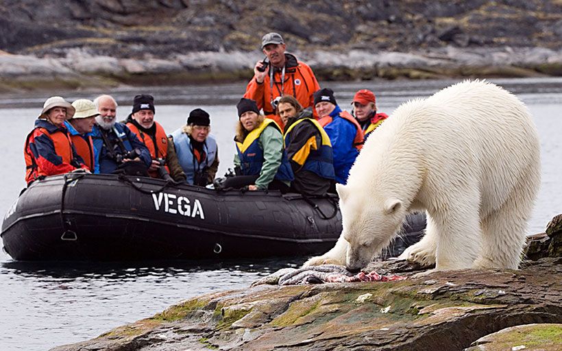 svalbard noruega osos polares