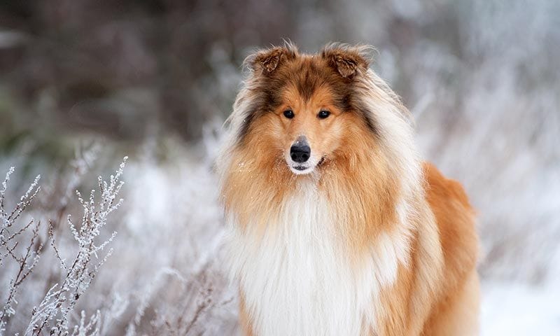 collie