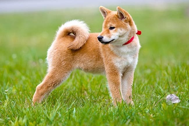 Akita Inu