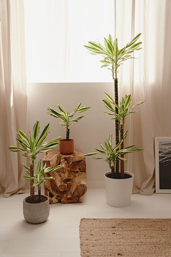 tronco de brasil cuidados cultivo planta interior hola decoracion 04