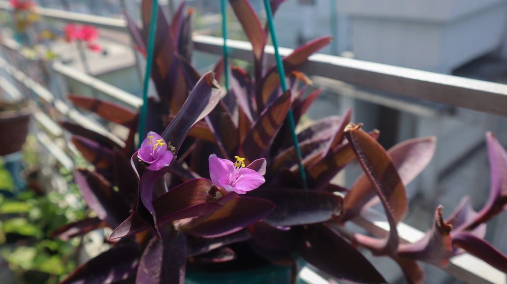 Tradescantia pálida