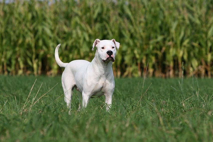 dogo argentino guardian