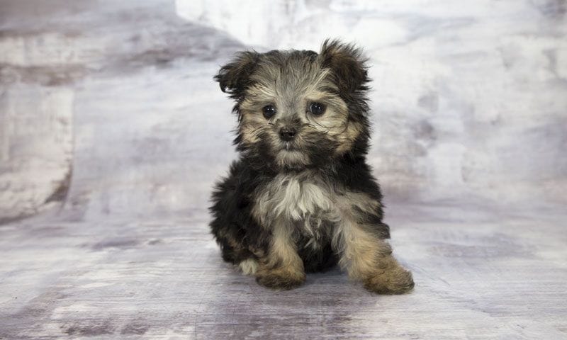 yorkiepoo5