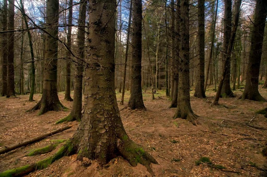 a Tollymore Forest Par