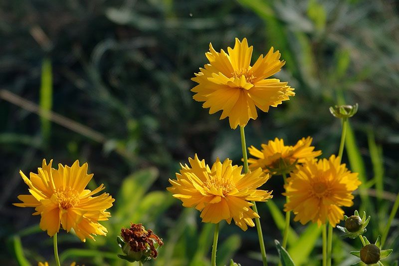 cultivar coreopsis 4