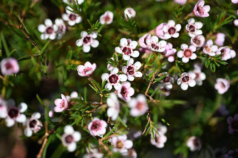 cultivo leptospermum 3