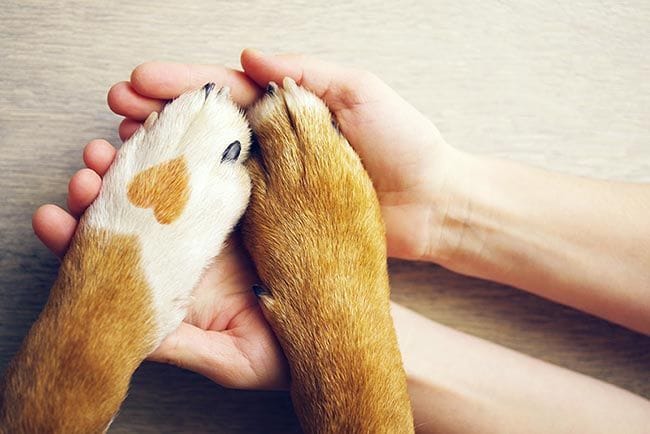 El contacto físico con tu perro es muy importante