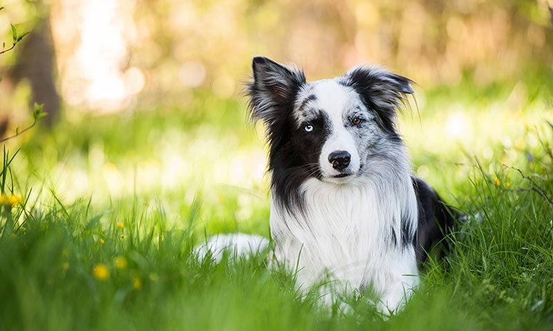 border collie