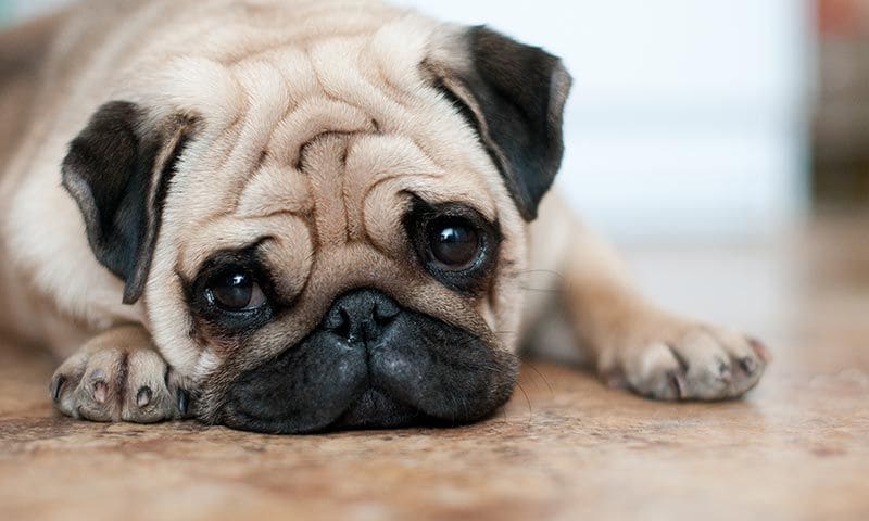 pug