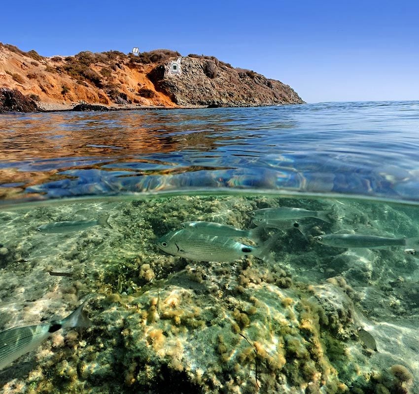 Los fondos marinos de la isla de Tabarca