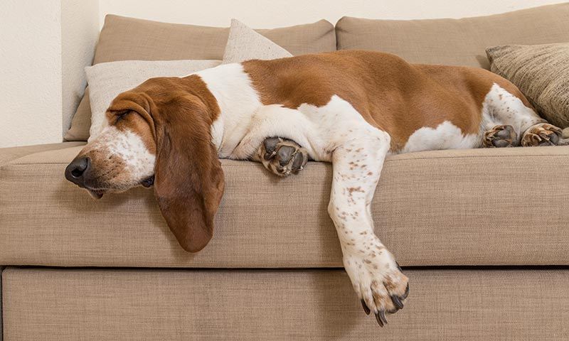 bassethound