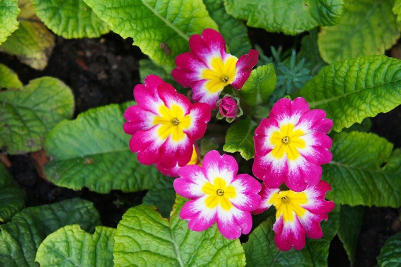 plantas balcon 5