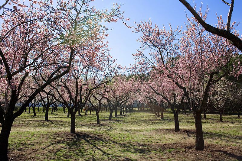 Quinta-de-los-Molinos-parques-madrid