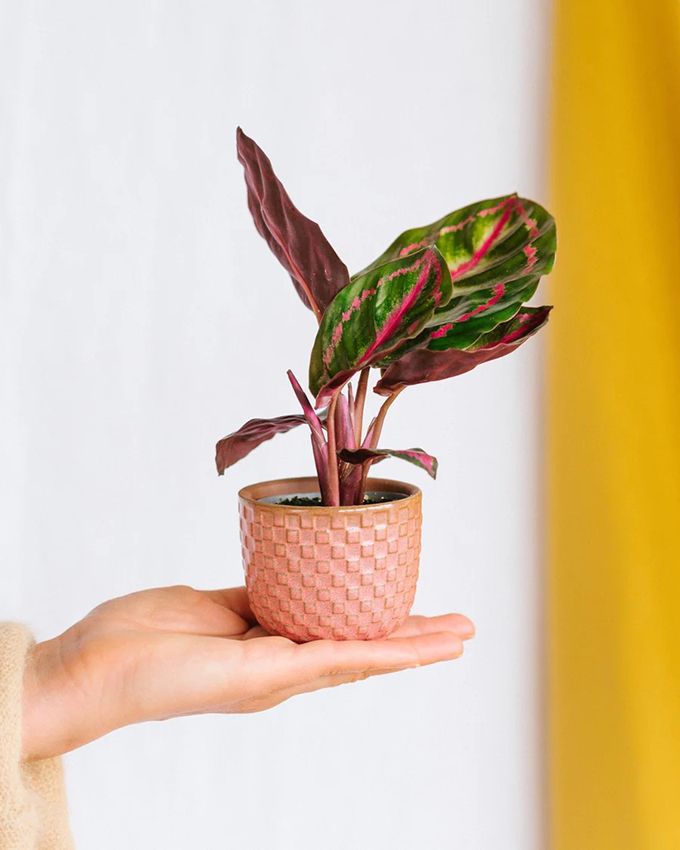 calathea roseopicta 09a