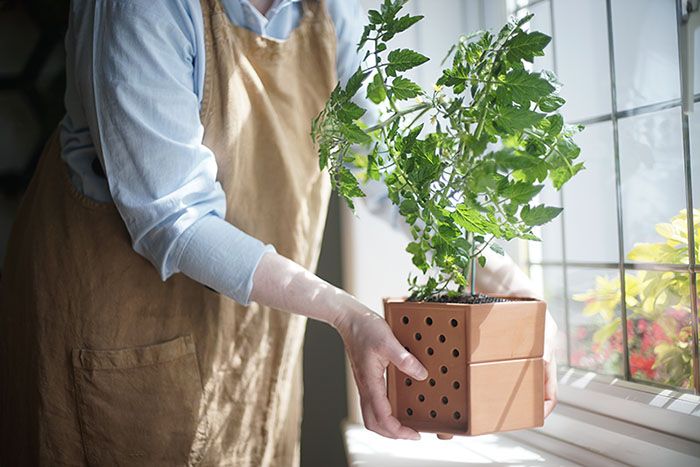 Maceta con planta delante de una ventana