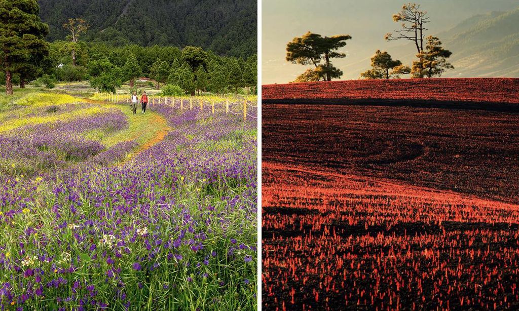 LaPalma_Primavera_SaulSantos-Collage-U74310143718okm