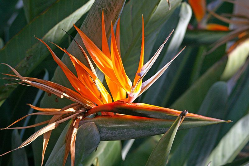 cuidados strelitzia 1