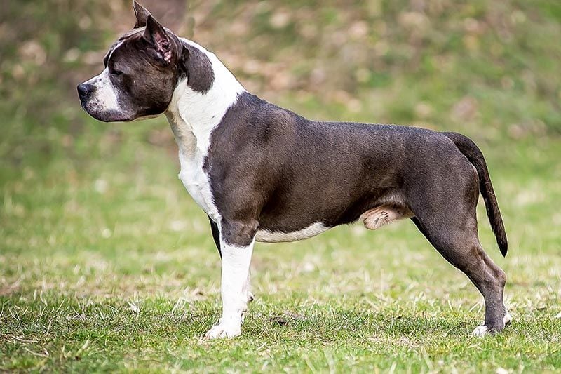 Staffordshire terrier AdobeStock_118391862