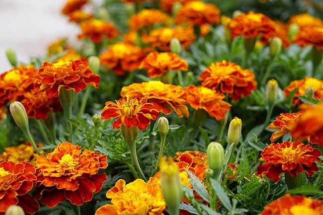 Clavel de muerto o tagetes