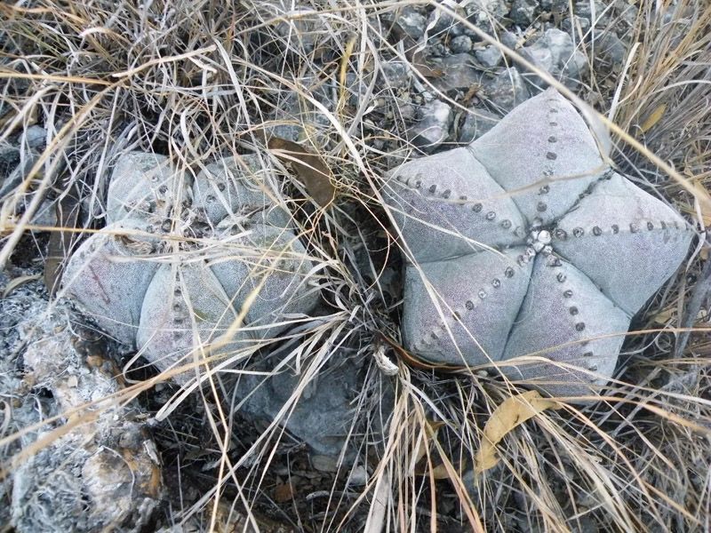 birrete obispo cactus Astrophytum  myriostigma hola decoracion 04