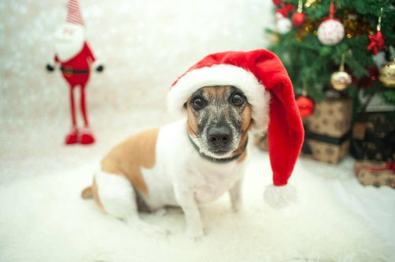 perro gorro