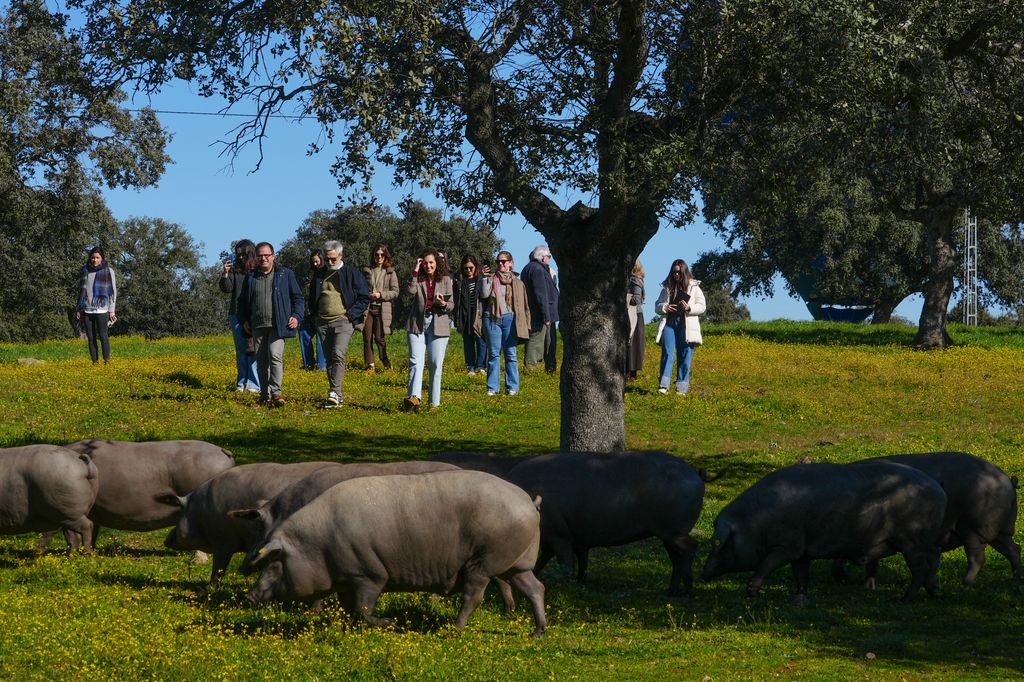 Montanera en el Valle de los Pedroches