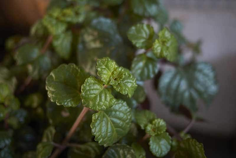 plantas que necesitan poca agua 08a