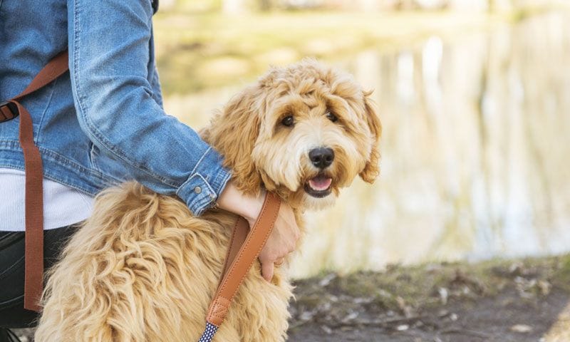 labradoodle mirando