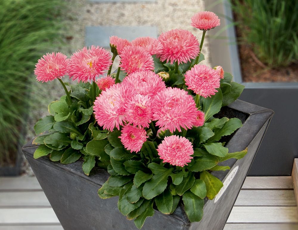 Margarita de los prados ('Bellis perennis') en maceta