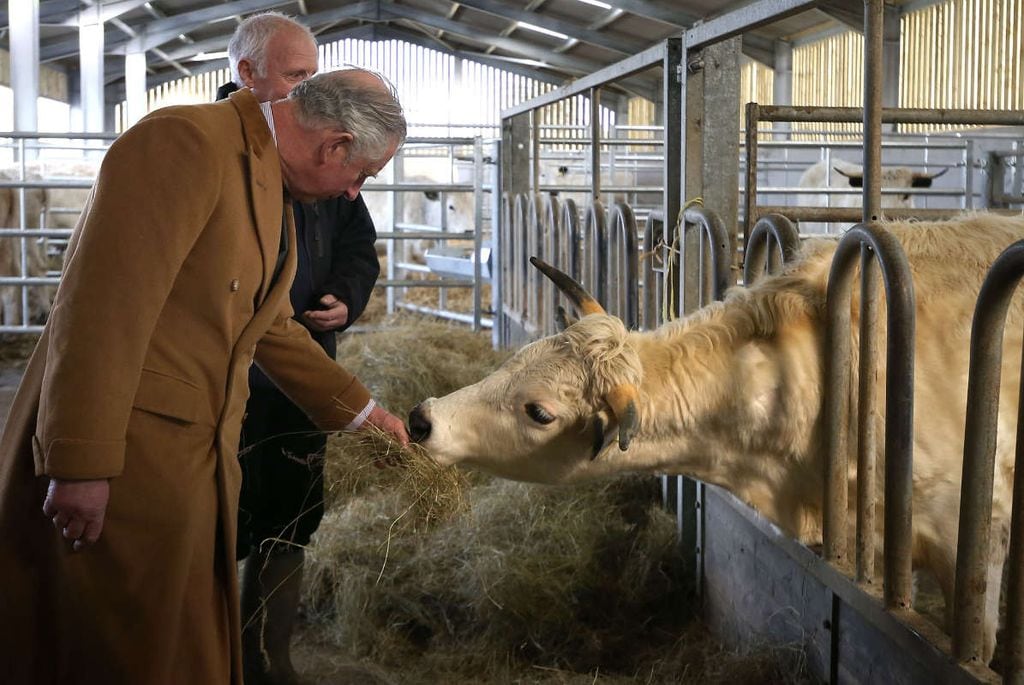 El rey Carlos con una vaca